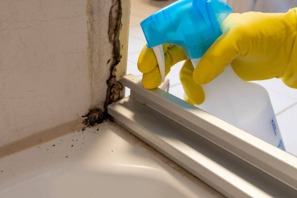 Best Residential Mold Removal  in Shady Side, MD
