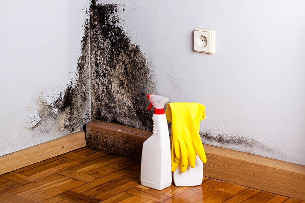 Best Mold Damage Repair  in Shady Side, MD