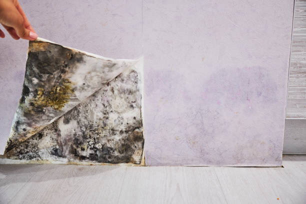 Best Same-Day Mold Removal  in Shady Side, MD